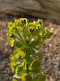 Euphorbia characias